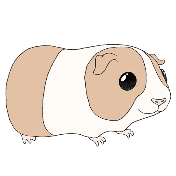 How to Draw a Guinea Pig Easy Drawing Tutorial For Kids