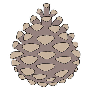 How to Draw a Pinecone