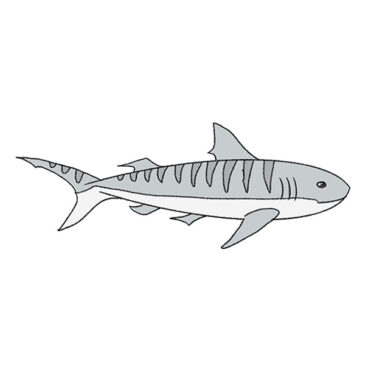 How to Draw a Tiger Shark