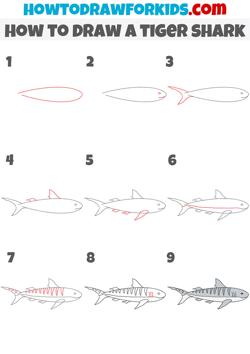 how to draw a tiger shark step by step