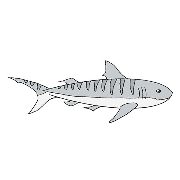 Learn how to draw a Shark - Cool and cute drawings for beginners