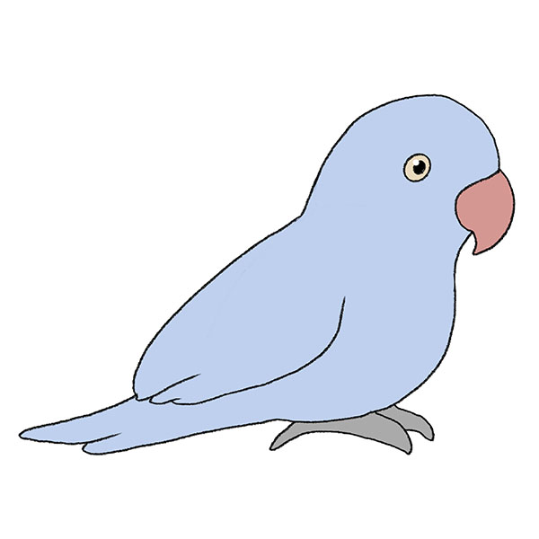 Easy Drawings Of Parrots