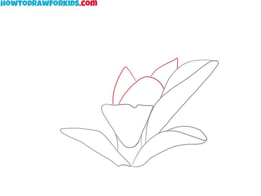 how to draw a magnolia flower for beginners