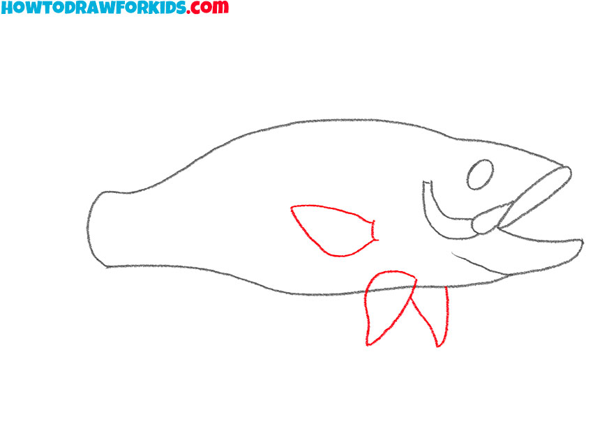 how to draw a bass fish for beginners