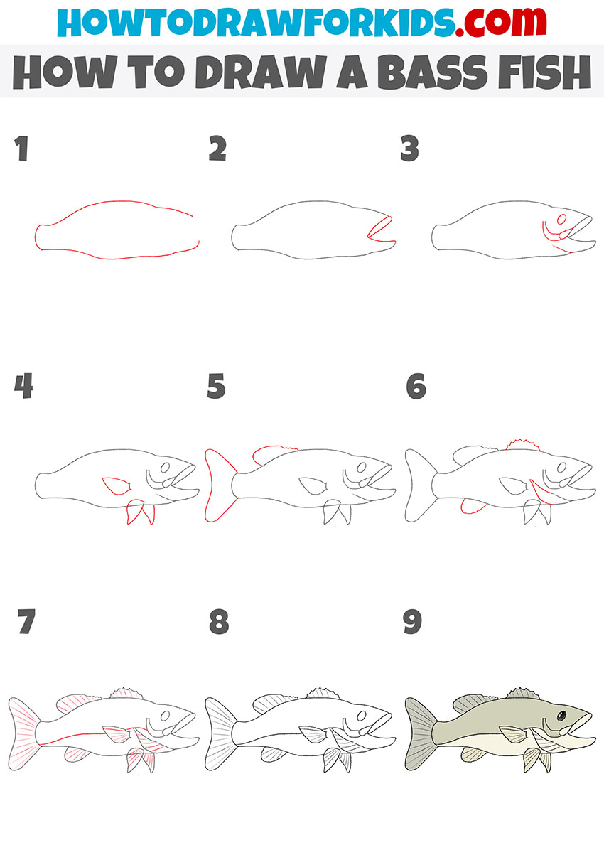 how to draw a bass fish step by step