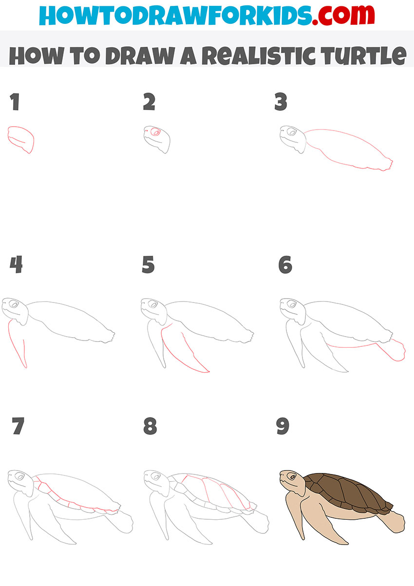 how to draw a realistic turtle step by step
