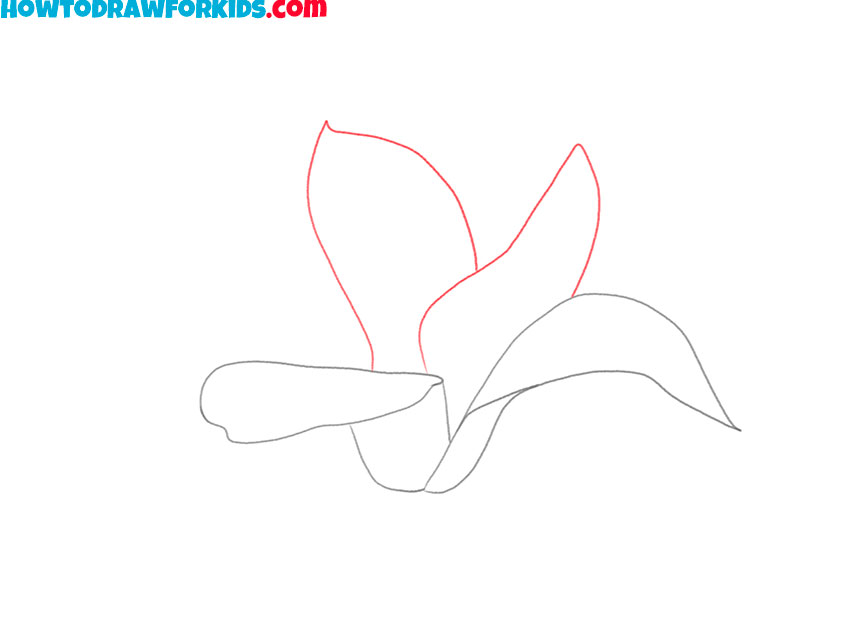 how to draw a magnolia for beginners