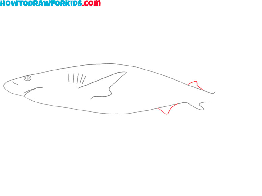 how to draw a shark for beginners