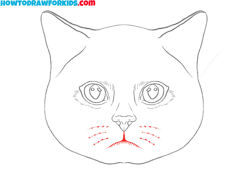 realistic cat face drawing lesson