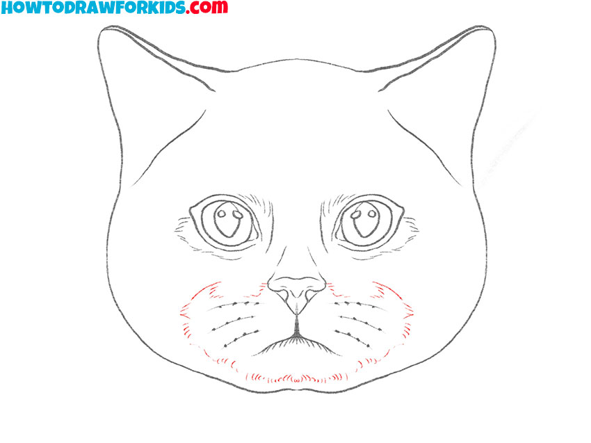 how to draw a realistic cat face simple