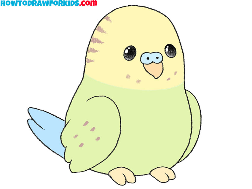 how to draw a budgie for beginners