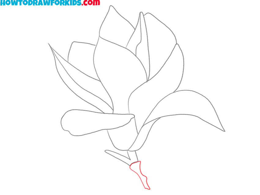 magnolia drawing for beginners