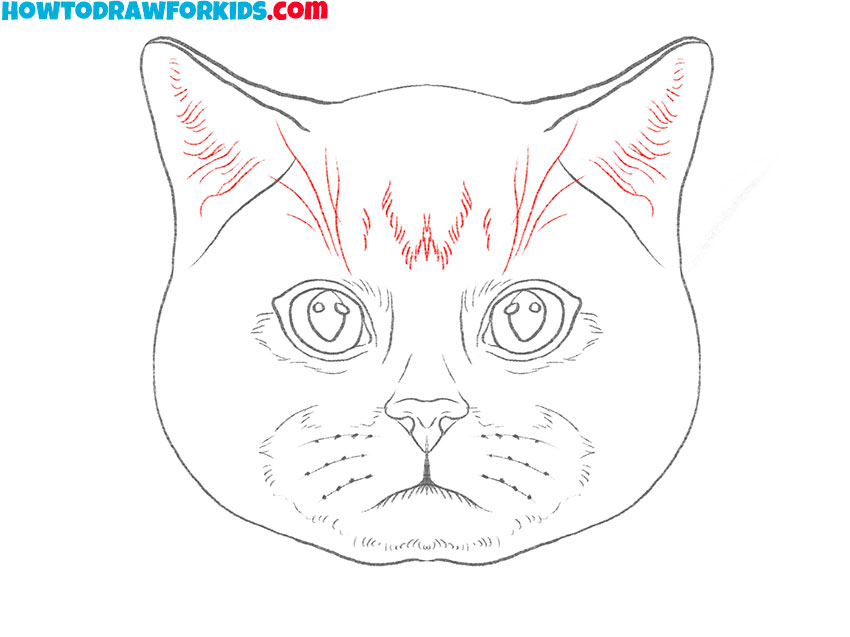 realistic cat face drawing tutorial