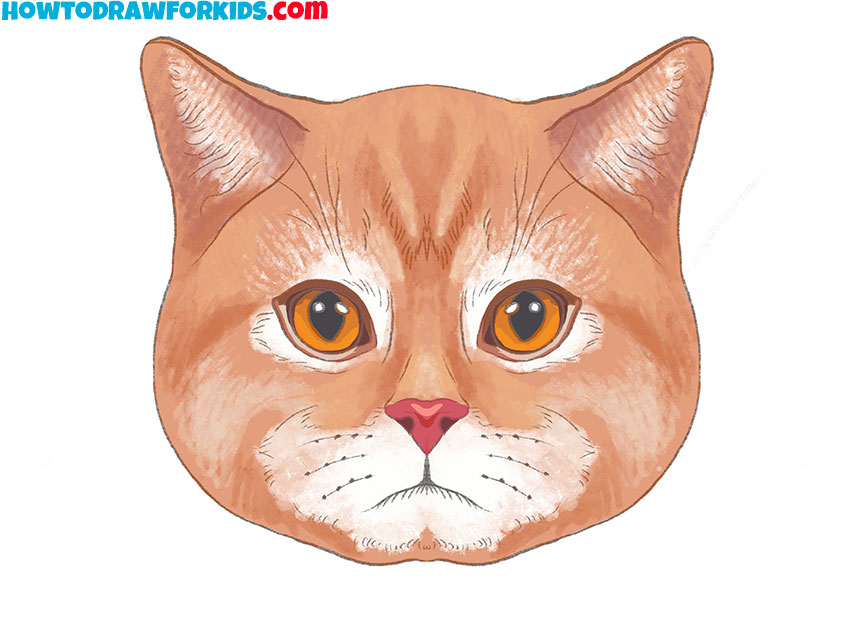realistic cat face drawing guide