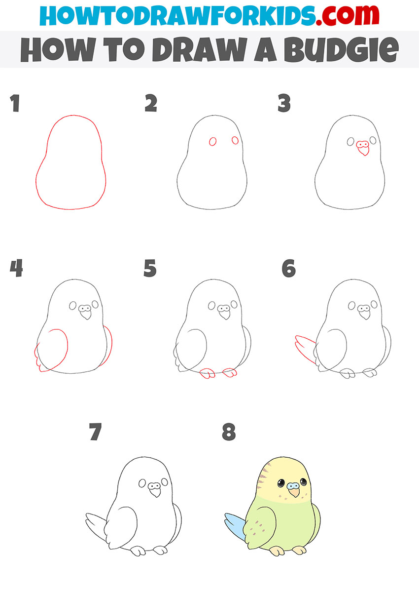 how to draw a budgie step by step