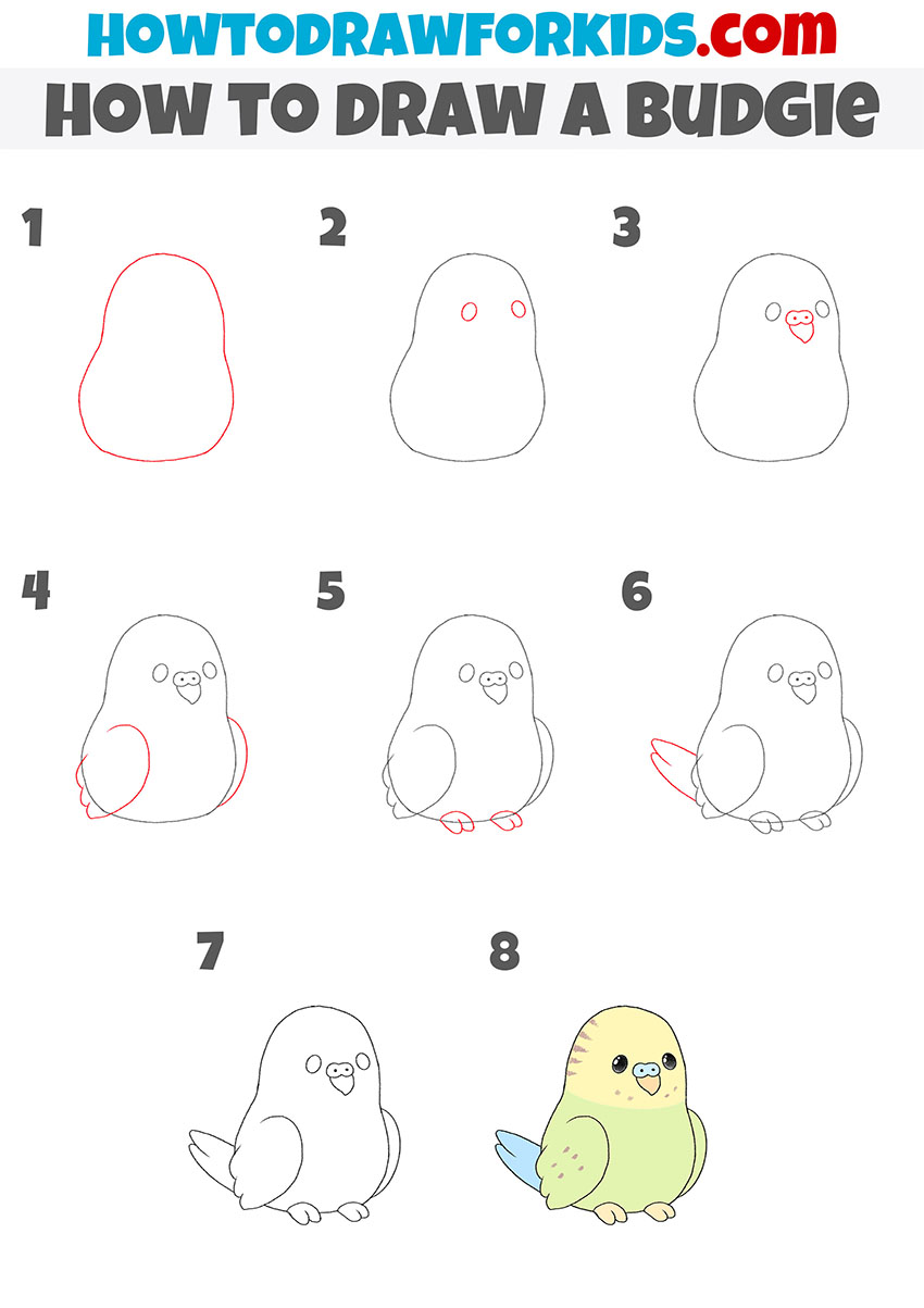 How to Draw a Budgie Easy Drawing Tutorial For Kids