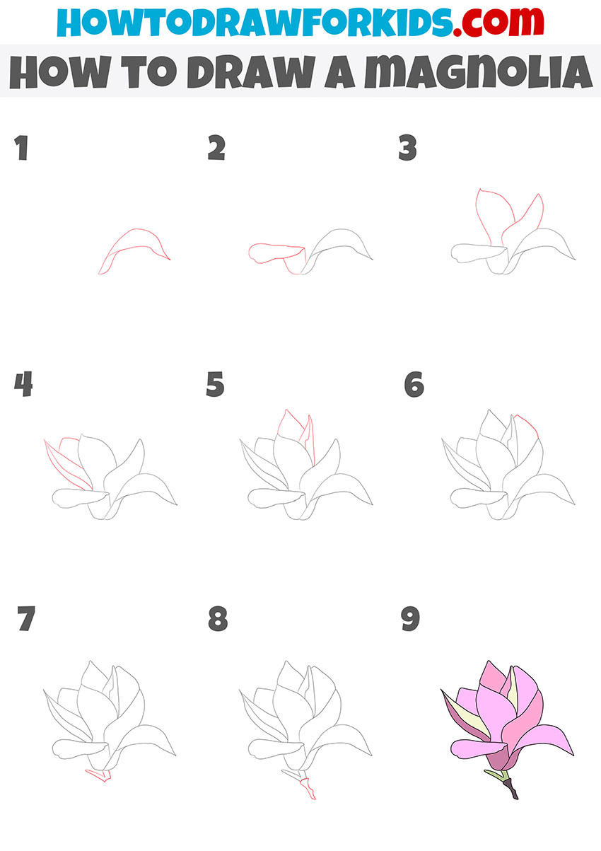 how to draw a magnolia step by step