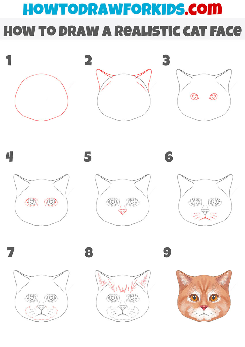how to draw a realistic cat face step by step