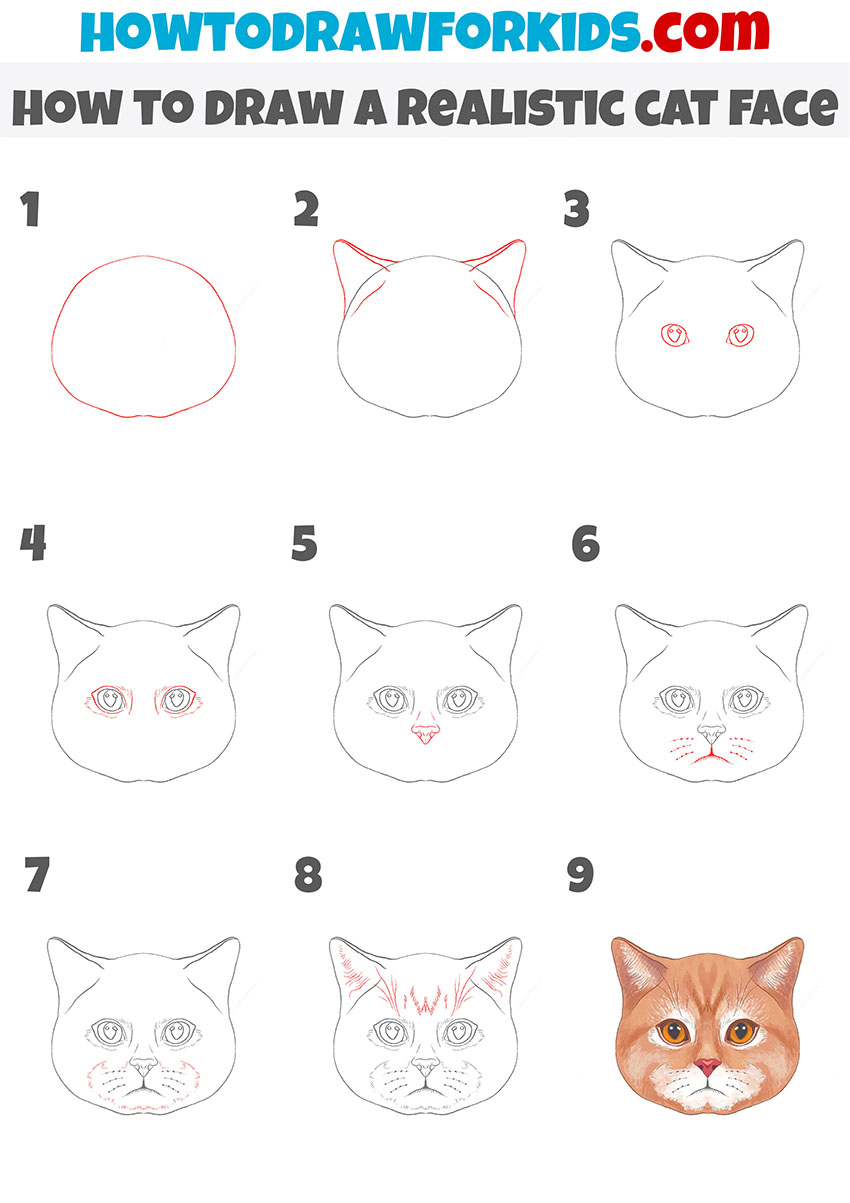 how to draw a realistic cat step by step