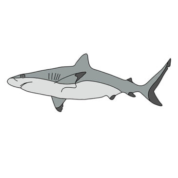 How to Draw a Realistic Shark