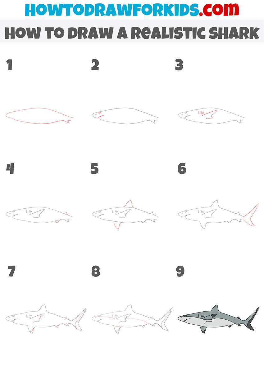 how to draw a realistic shark step by step