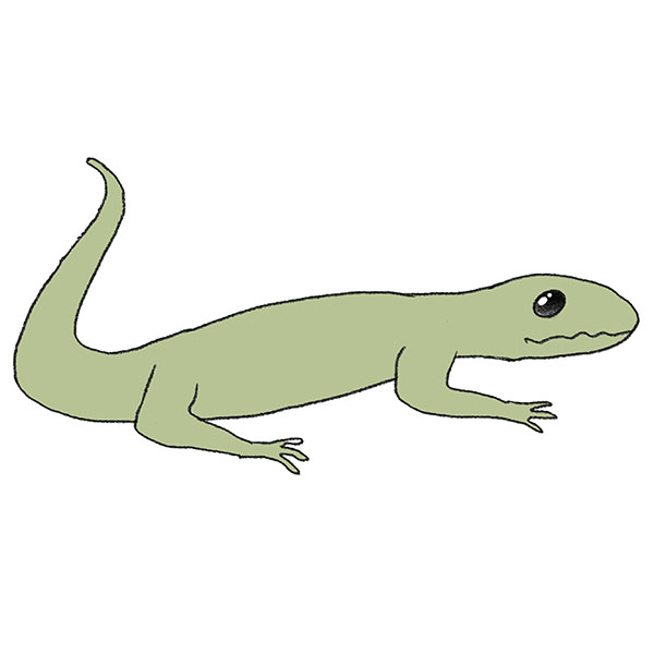 How to Draw a Reptile