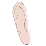 How to Draw an Ear from the Front