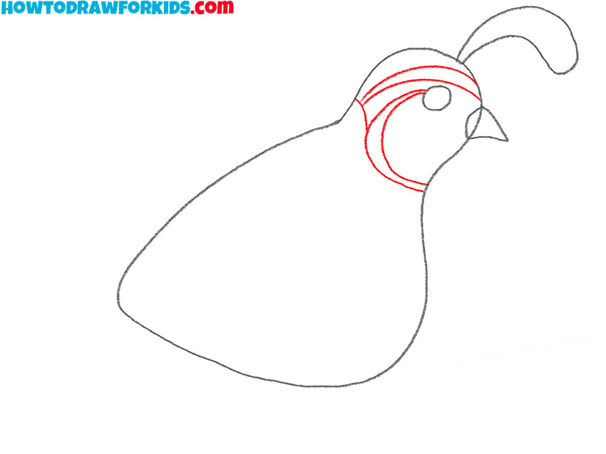 how to draw a quail for kids