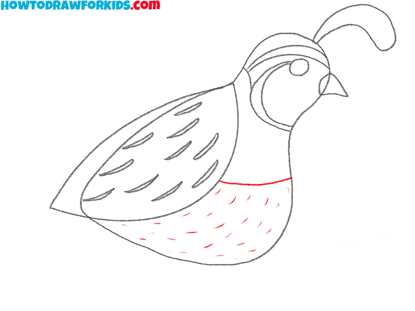 how to draw a quail for kindergarten
