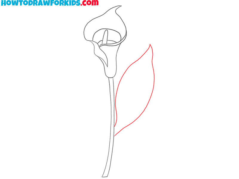 simple calla lily drawing