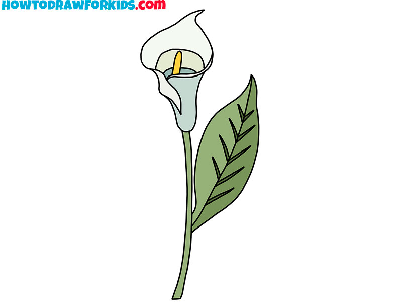 calla lily drawing easy