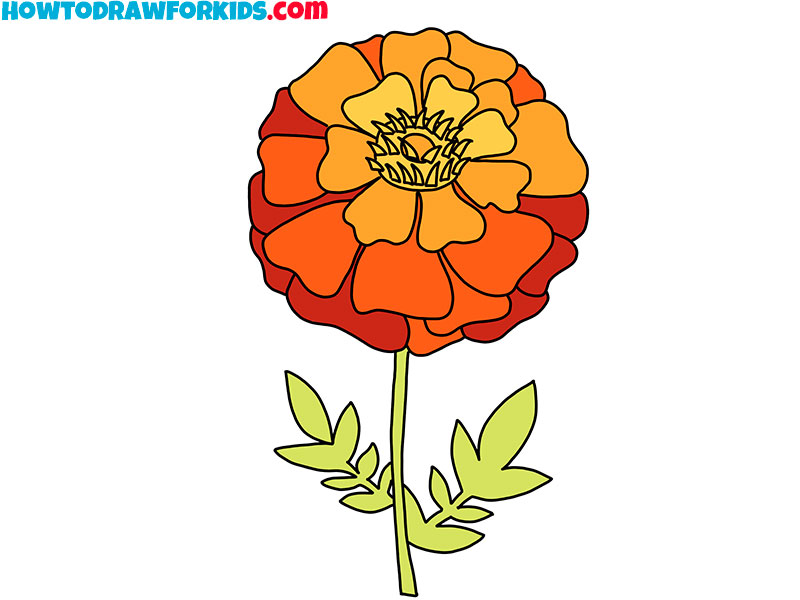 Marigold Flower Drawing Step By | Best Flower Site