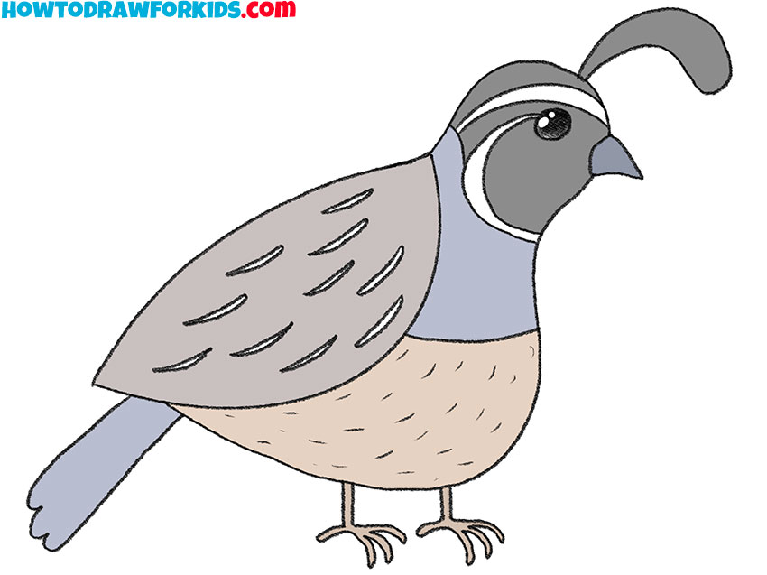 simple quail drawing