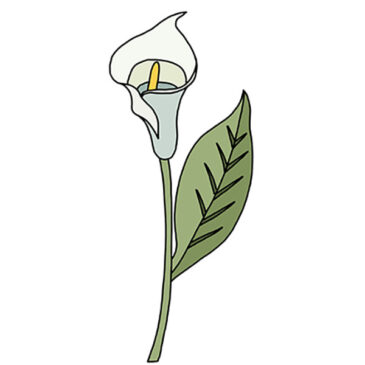 How to Draw a Calla Lily