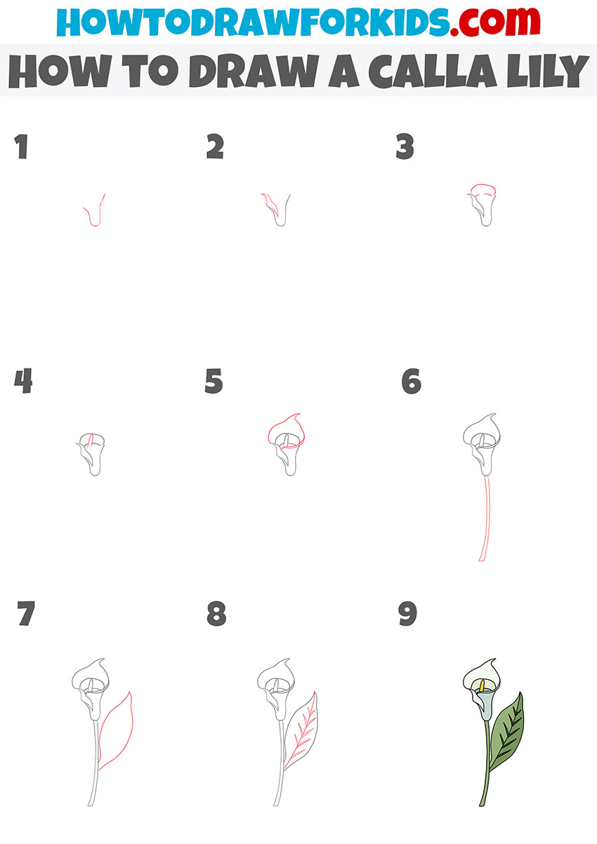 how to draw a calla lily step by step