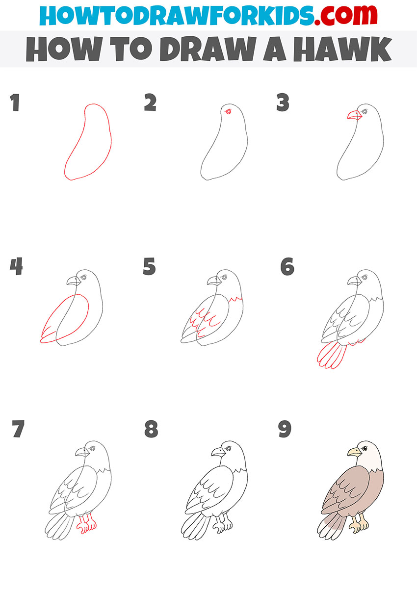 how to draw a hawk step by step