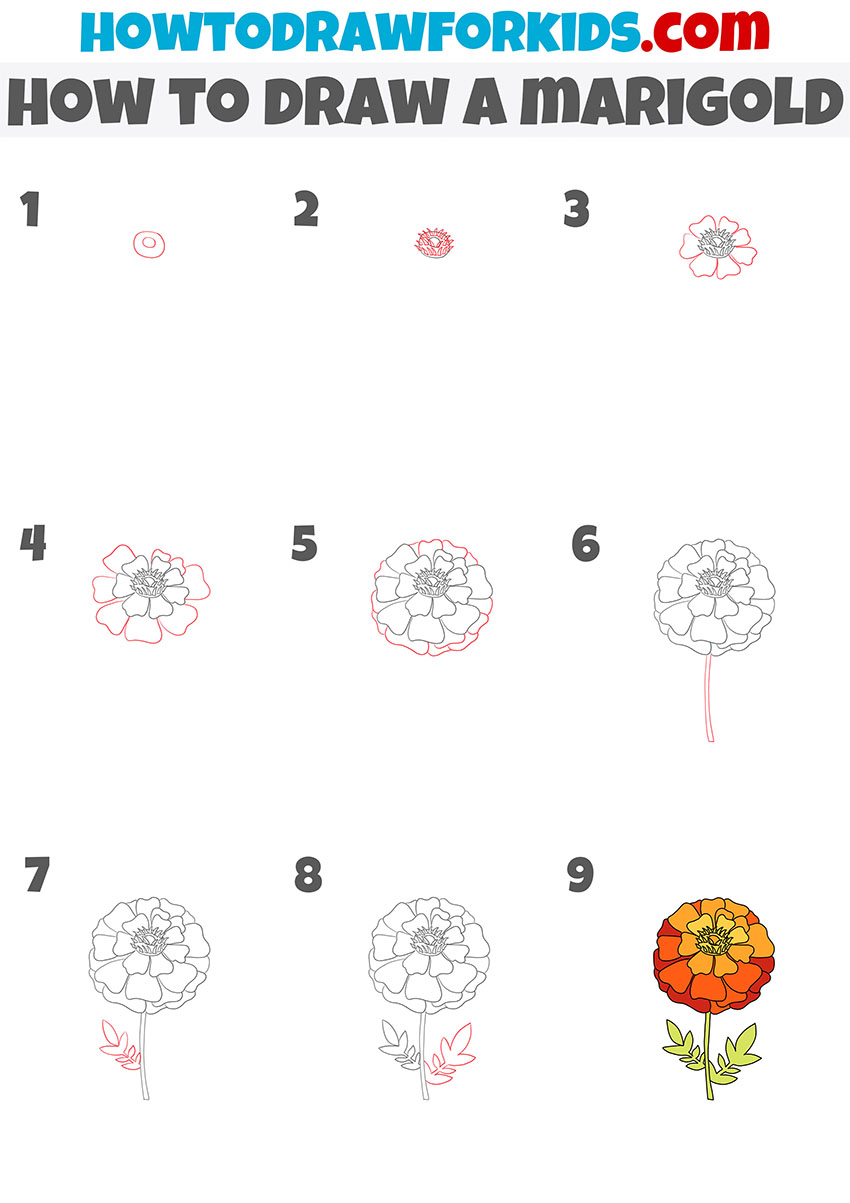 how to draw a marigold step by step