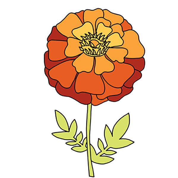 How to Draw a Marigold