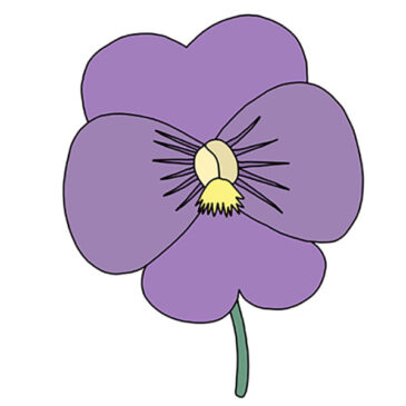How to Draw a Pansy