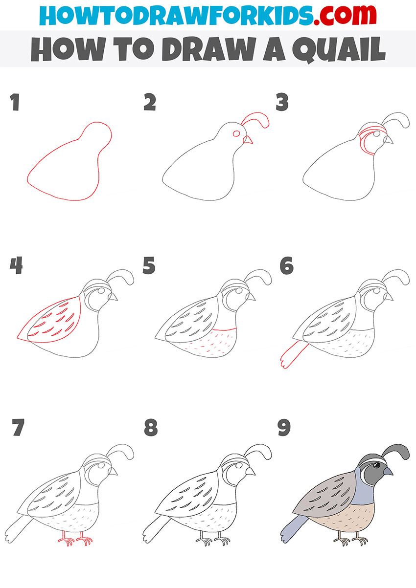 how to draw a quail step by step