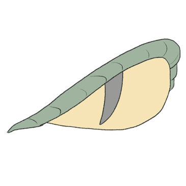 How to Draw a Snake Eye