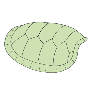 How to Draw a Turtle Shell