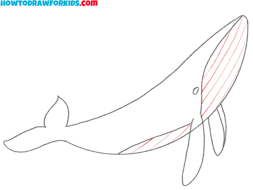 humpback whale drawing guide