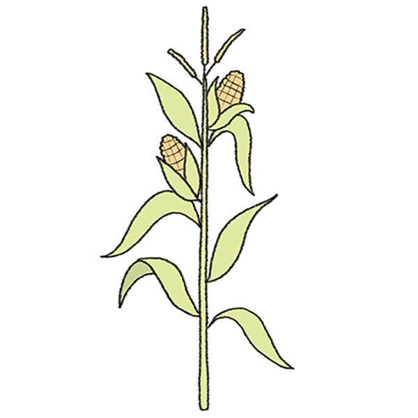 How to Draw a Corn Stalk
