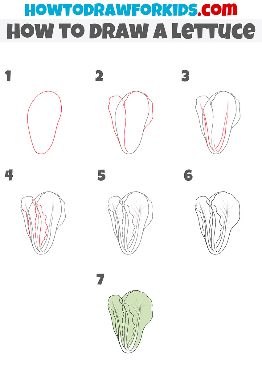 how to draw a lettuce step by step