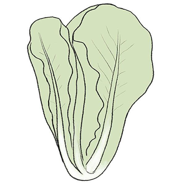 How to Draw a Lettuce