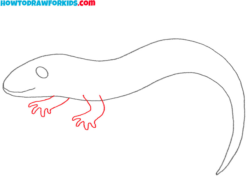 how to draw a salamander cute