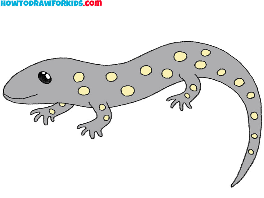 how to draw a baby salamander