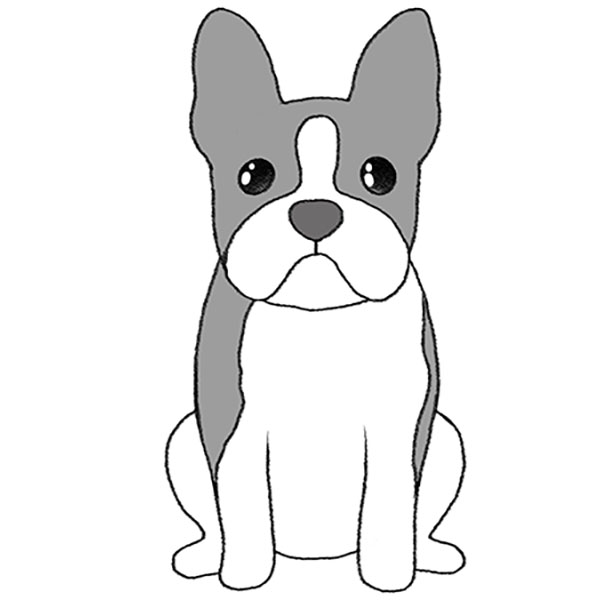 How to Draw a Boston Terrier
