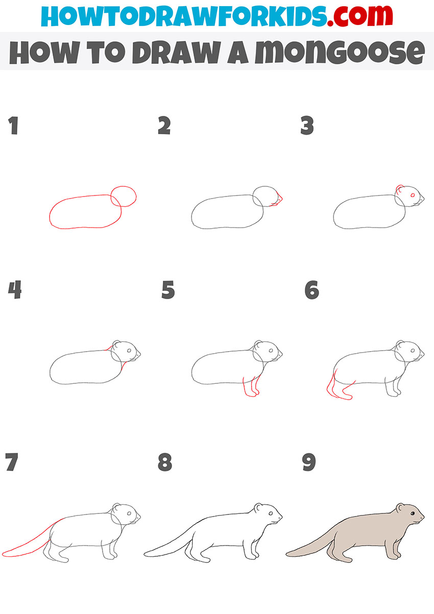 how to draw a mongoose step by step